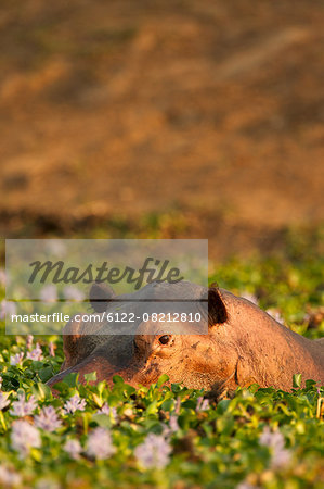 Hippopotamus, Mana Pools, Zimbabwe