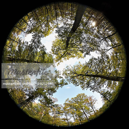 Fisheye perspective of trees in forest