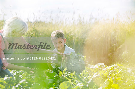 Grandmother and grandson harvesting vegetables in sunny garden