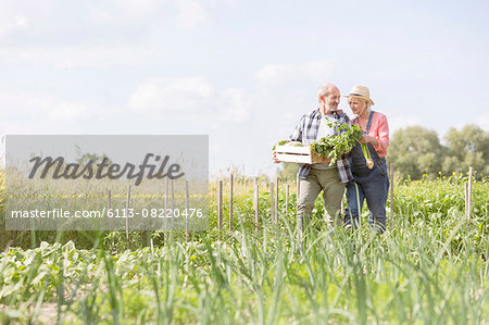 Senior couple harvesting vegetables in sunny garden