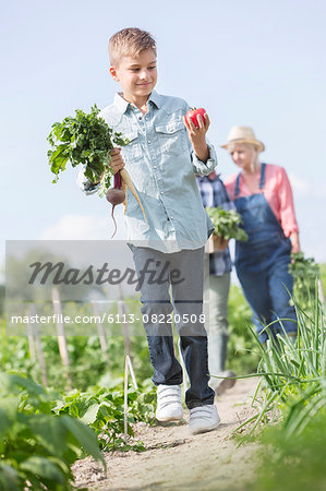 Boy carrying harvested vegetables in sunny garden