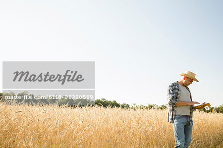 Man wearing a checked shirt and a hat standing in a cornfield, a farmer using a digital tablet.