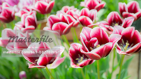 Tulips Tulips
