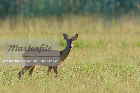 Western Roe Deer (Capreolus capreolus) on Meadow, Roebuck, Hesse, Germany, Europe