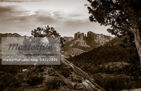 Scenic image of Cathedral Rock in Sedona, Arizona in the evening light with an old tree in the foreground. Toned image.