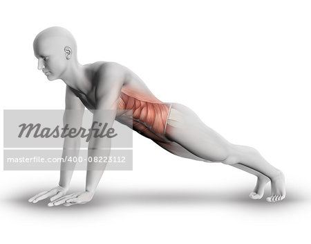 3D render of a male medical figure with partial muscle map showing stomach muscles in yoga pose