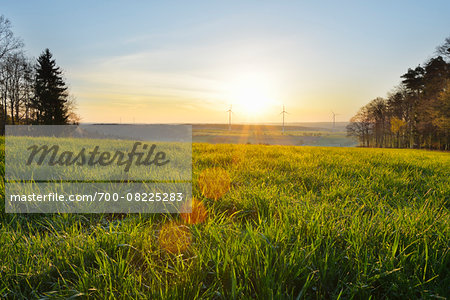 Meadow in Spring at Sunrise with Wind Turbines in background, Schippach, Miltenberg, Odenwald, Bavaria, Germany