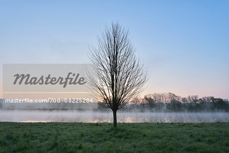 Tree on the River Main at Dawn, Himmelstadt, Franconia, Bavaria, Germany