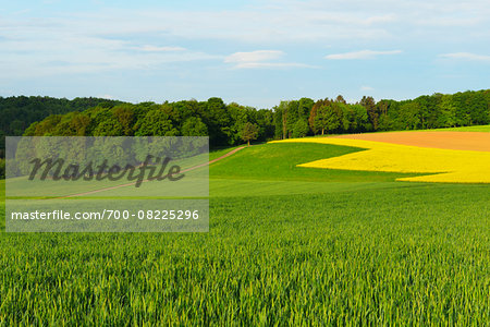 Countryside with Canola Field in Spring, Reichartshausen, Amorbach, Odenwald, Bavaria, Germany