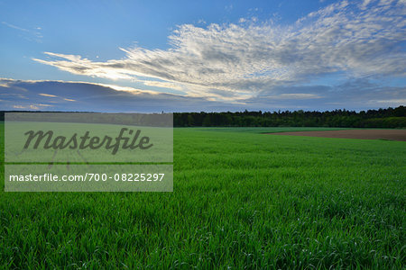 Countryside with Grain Field in Spring, Wallduern, Neckar-Odenwald-District, Odenwald, Baden Wurttemberg, Germany