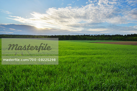 Countryside with Grain Field in Spring, Wallduern, Neckar-Odenwald-District, Odenwald, Baden Wurttemberg, Germany