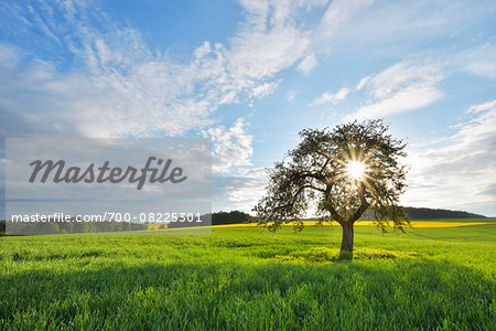 Blooming Apple Tree in Grain Field with Sun in Spring, Reichartshausen, Amorbach, Odenwald, Bavaria, Germany