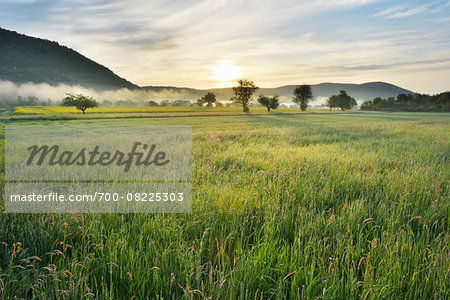 Countryside with Meadow at Sunrise, Spring, Kleinheubach, Miltenberg-District, Churfranken, Franconia, Bavaria, Germany