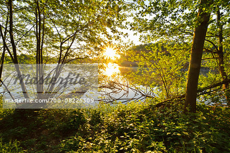 Sun Shining through Trees on the Shoreline of a Lake, Niedernberg, Miltenberg-District, Churfranken, Franconia, Bavaria, Germany