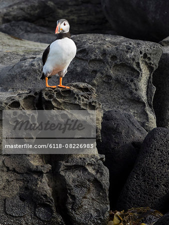 Atlantic Puffin on rocks of Akurey island