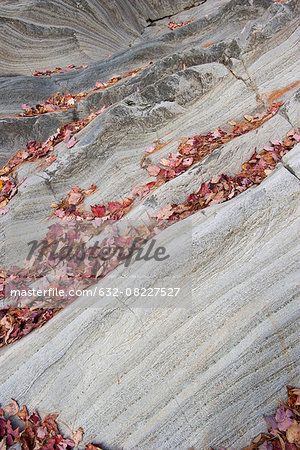 Fallen leaves on striped rock formation