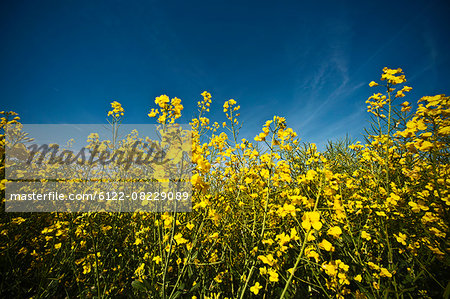 Field of rape flowers