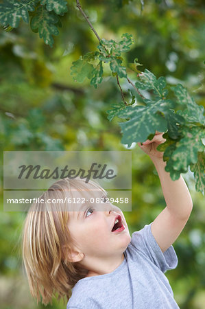 Boy examining leaves outdoors