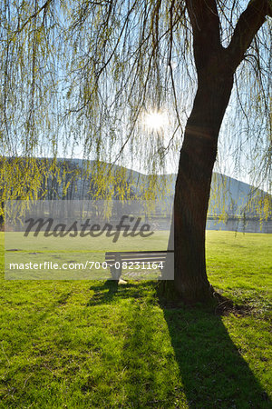 Weeping Willow with Bench and Sun in Spring, Laudenbach, Churfranken, Spessart, Bavaria, Germany