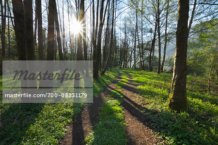 Path through Trees with Sun in Spring, Faulbach, Churfranken, Spessart, Miltenberg-District, Bavaria, Germany Path through Trees with Sun in Spring, Faulbach, Churfranken, Spessart, Miltenberg-District, Bavaria, Germany