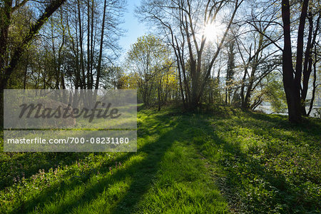 Path through Trees with Sun in Spring, Faulbach, Churfranken, Spessart, Miltenberg-District, Bavaria, Germany
