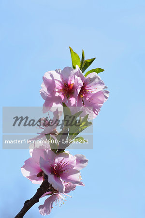 Almond Blossoms in Spring, Bensheim, Odenwald, Hesse, Germany