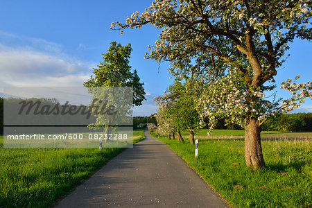 Rural Road with Blossoming Apple Tree in Spring, Walldurn, Neckar-Odenwald-District, Odenwald, Baden-Wurttemberg, Germany