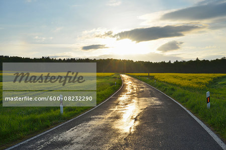 Rural Road with Canola Field and Sun in Spring, Reichartshausen, Amorbach, Odenwald, Bavaria, Germany