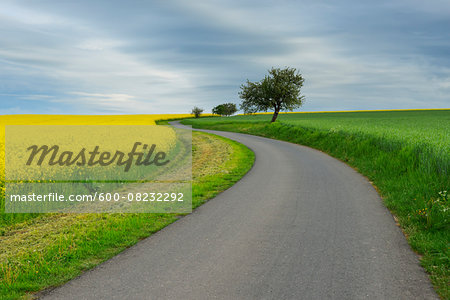 Rural Road with Canola Field in Spring, Reichartshausen, Amorbach, Odenwald, Bavaria, Germany