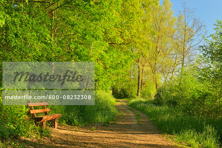 Bench by Path in Morning in Spring, Niedernberg, Miltenberg District, Churfranken, Franconia, Bavaria, Germany