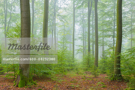 Beech Forest on Misty Morning in Autumn, Nature Park, Spessart, Bavaria, Germany