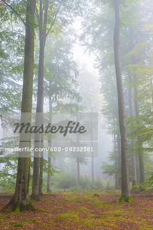 Beech Forest on Misty Morning in Autumn, Nature Park, Spessart, Bavaria, Germany