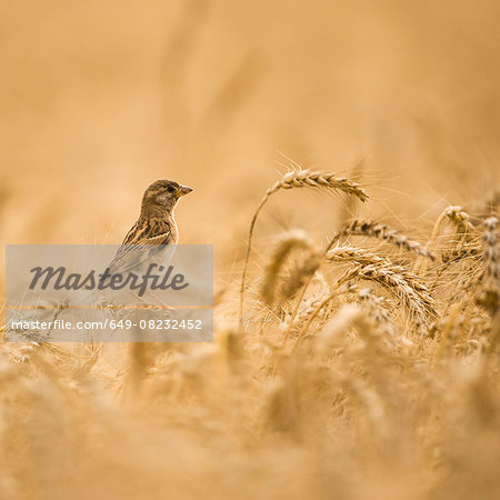 Female House Sparrow (Passer domesticus) in a wheat field, close-up