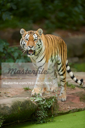 Portrait of Siberian Tiger (Panthera tigris altaica) in Late Summer, Germany