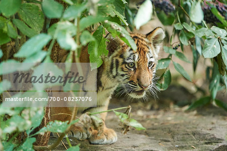 Portrait of Siberian Tiger Cub (Panthera tigris altaica) in Late Summer, Germany Portrait of Siberian Tiger Cub (Panthera tigris altaica) in Late Summer, Germany