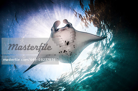 Underwater low angle view of  Manta Ray (manta alfredi) feeding at ocean surface, Bali, Indonesia