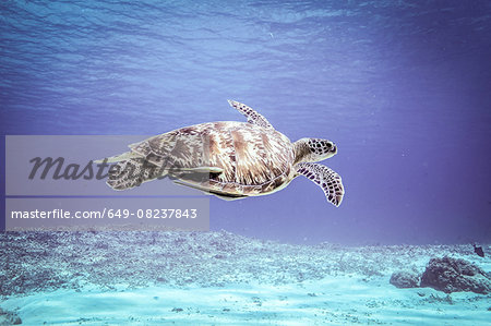 Underwater view of  rare green sea turtle (chelonia mydas) swimming over seabed, Bali, Indonesia