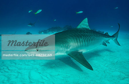 Tiger shark swimming on seabed, Tiger Beach, Bahamas