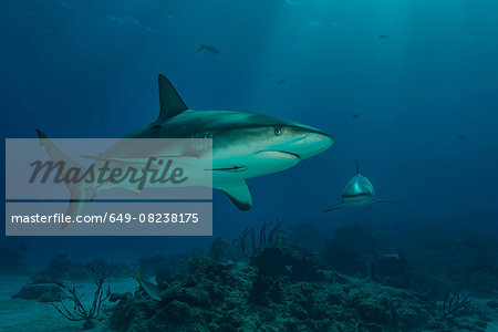 Underwater view of reef shark swimming, Tiger Beach, Bahamas