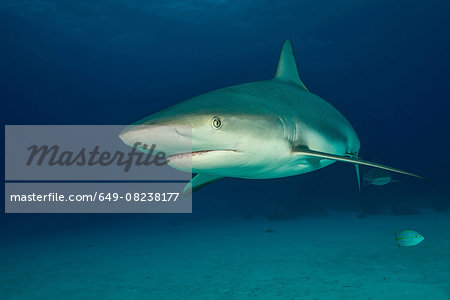 Underwater portrait of reef shark above seabed, Tiger Beach, Bahamas