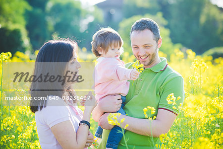 Mid adult couple and toddler daughter in yellow blossom field