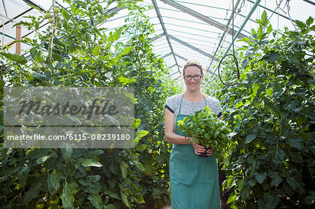 Female gardener among tomato plants in greenhouse