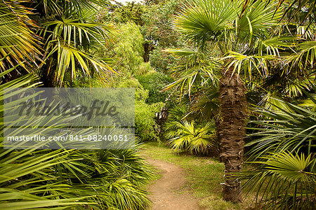 Palm trees, Botanical gardens of Chateau de Vauville, Cotentin, Normandy, France, Europe