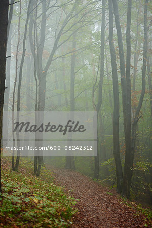 Landscape of Path through Foggy Forest with European Beech (Fagus sylvatica) Trees in Autumn, Upper Palatinate, Bavaria, Germany