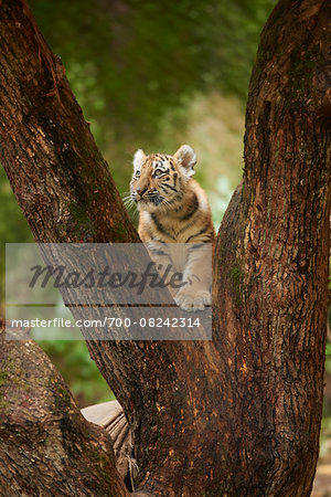 Portrait of Siberian Ttiger Cub (Panthera tigris altaica) in Tree in Autumn, Germany