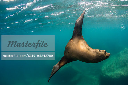 Adult California sea lion (Zalophus californianus) underwater at Los Islotes, Baja California Sur, Mexico, North America