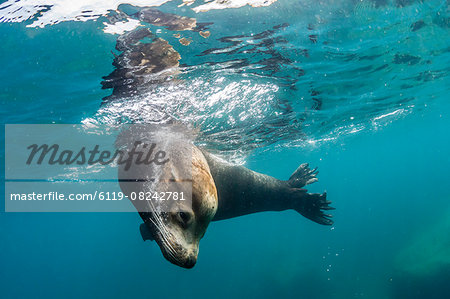 Adult California sea lion (Zalophus californianus) bull underwater at Los Islotes, Baja California Sur, Mexico, North America