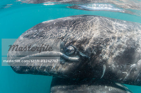 California gray whale (Eschrichtius robustus) mother and calf underwater in San Ignacio Lagoon, Baja California Sur, Mexico, North America