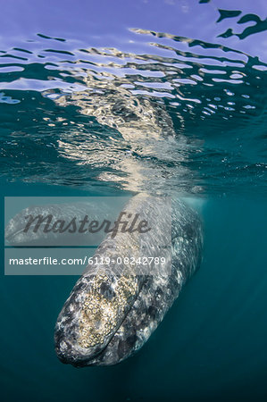 California gray whale (Eschrichtius robustus) mother and calf underwater in San Ignacio Lagoon, Baja California Sur, Mexico, North America