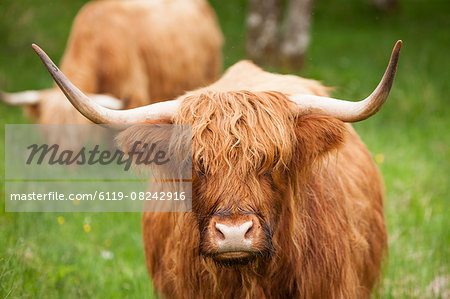Highland cattle, Scotland, United Kingdom, Europe